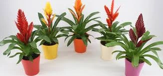 Plant power Boeketcadeau.nl