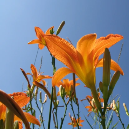 Bloemen bezorgen