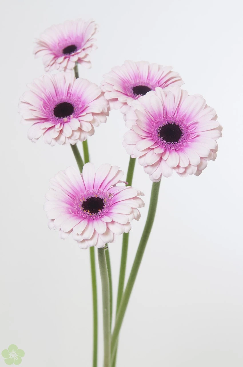 Alles over de gerbera