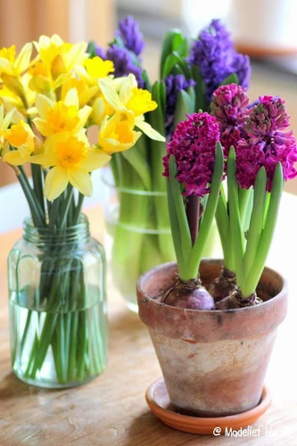 Bloemen voor buiten