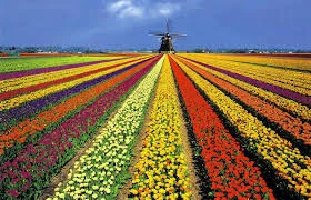 Nationale Tulpen Dag