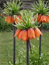Oranje de kleur van Nederland, boeketcadeau.nl