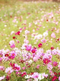 Bloemen voor een goed humeur