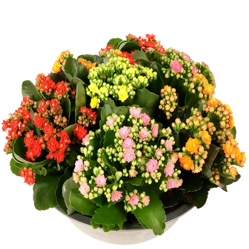 Bloeiende vetplanten binnen / buiten