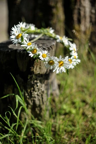 Bloemen voor buiten