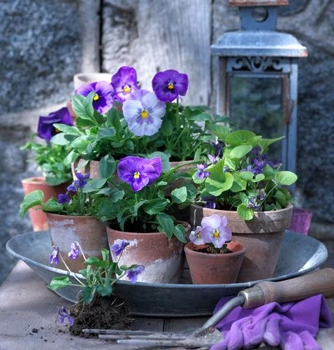 Bloemen voor buiten