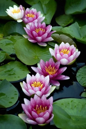 De bloem van de week: De lelie
