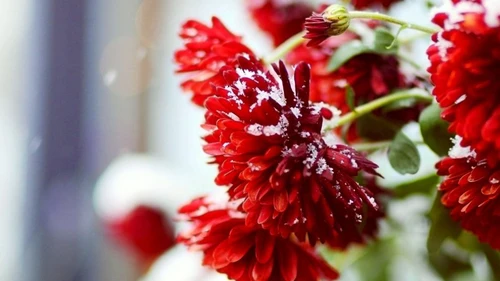 Winterse Bloemenkrans maken