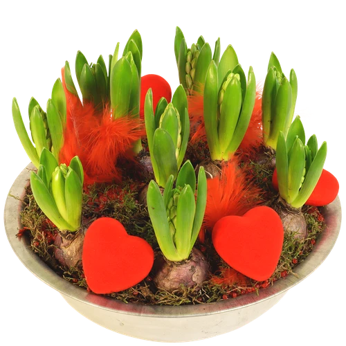 Romantische hyacinten in ❤️schaal van de liefde❤️