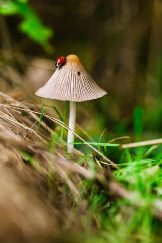 Waarom iedereen houdt van paddenstoelen