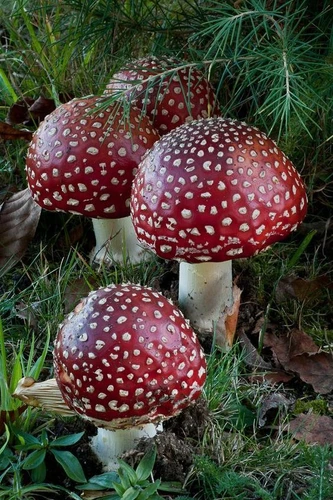 Paddenstoelen met boeketcadeau.nl