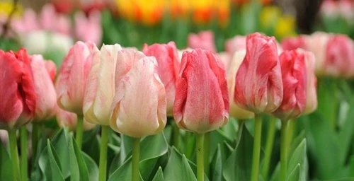 Lentetuin Breezand