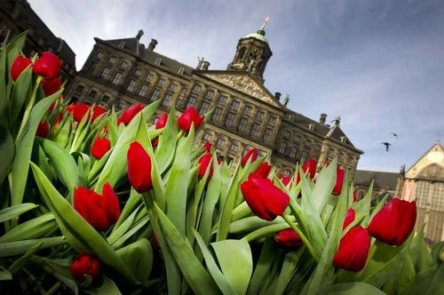 Tip! Tulpenweken