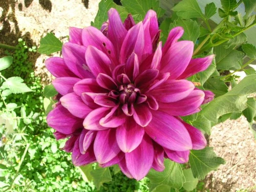 Mooie Dahlia's, boeketcadeau.nl
