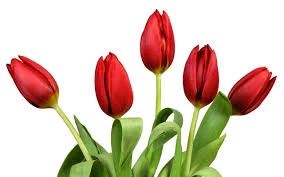 Nationale Tulpen Dag