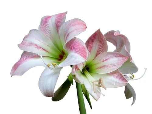 Tijd voor nieuwe bloemen! Boeketcadeau.nl
