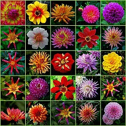 Mooie Dahlia's, boeketcadeau.nl