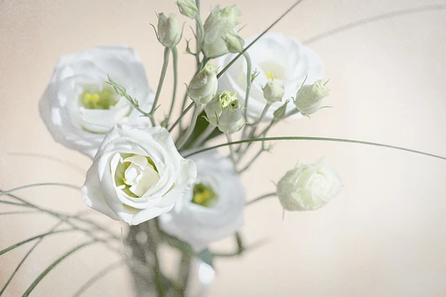 Tijd voor nieuwe bloemen! Boeketcadeau.nl