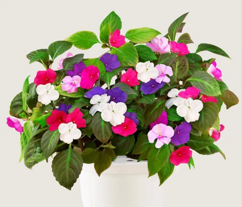 Bloemen eten, boeketcadeau blogs