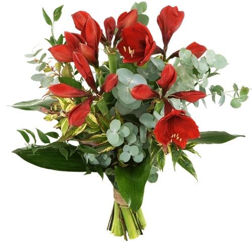 Boeket rode Amaryllissen